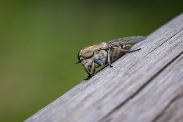 Fliege