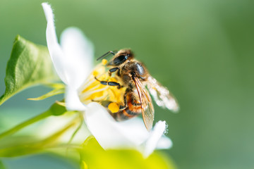 Wild bee collects nectar from blooming flowers in the open air on a sunny day, pollination of flowers