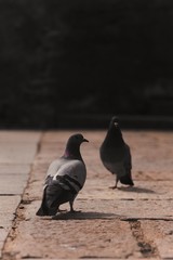 pigeons in the city