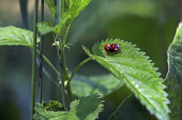 Marienkäfer Paarung