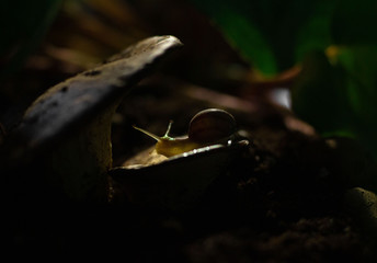a snail sits on mushrooms