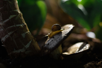 a snail sits on mushrooms