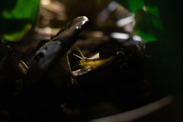 a snail sits on mushrooms