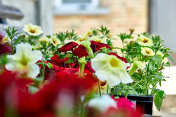 Petunia flowers in black plastic crates garden center. Boxes with seedlings of flowers petunia for planting outdoor. Garden work..