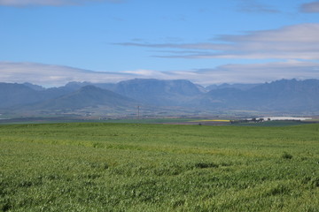 Fototapeta premium Western Cape landscape