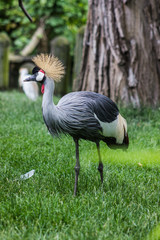 grey crowned crane