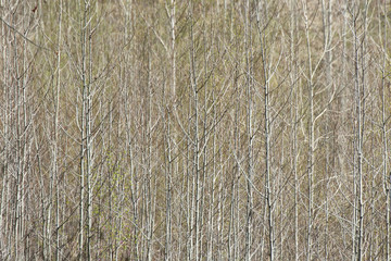 Background of gray tree trunks and bushes without leaves of spring forest, silhouette wood pattern