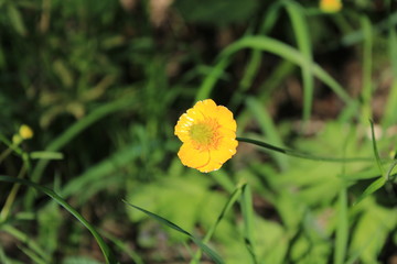 Obraz premium Spring flowering in a city forest park