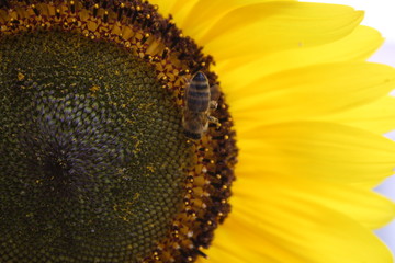 Bee on a sunflower