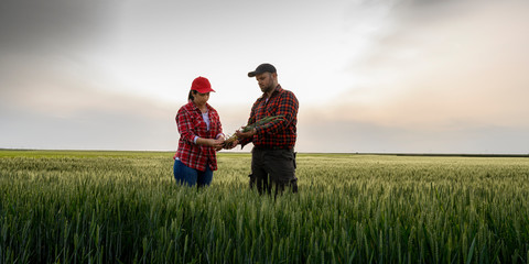 Young farmers examing planted wheat