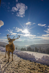 Rehntier auf verschneiten Berg