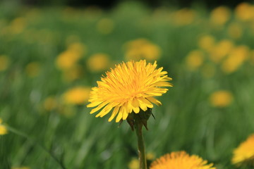Spring flowering in a city forest park