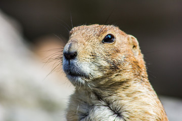 close up of a prairie dog