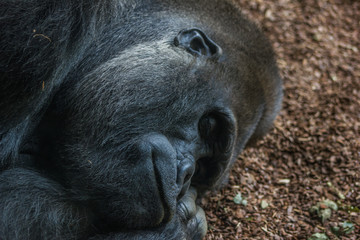 Sleeping Gorilla