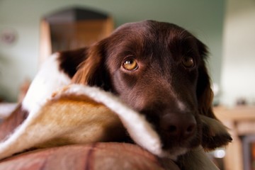 portrait of a brown dog