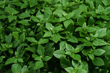 Fototapeta na wymiar Green basil leaves close-up in full screen
