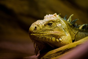 close up of a lizard