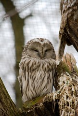 barn owl sitting on a tree