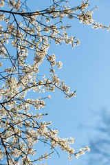 fresh bright spring branches of a pear tree, pear tree blooming against the blue sky