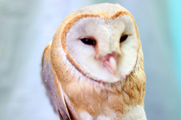 close up shot of barn owl face, owl face close up