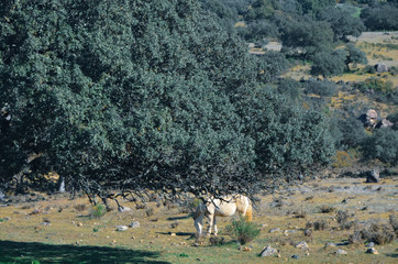 Caballo pastando en el campo justo detrás de un árbol en Huelva, España.  