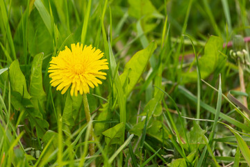 One yellow dandelion flower in green grass