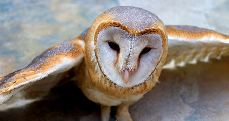 close up shot of barn owl face, owl face close up