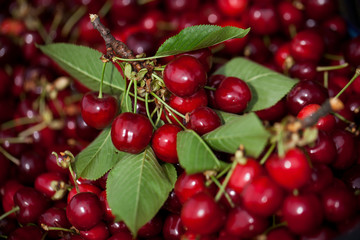 ciliegie fresche e mature