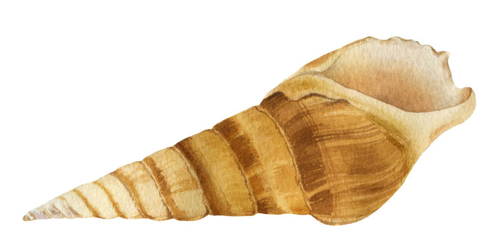 The spiral conical seashell hand drawn in watercolor isolated on a white background. Watercolor illustration. Watercolor clipart.