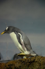 Fototapeta na wymiar Gentoo penguin (Pygoscelis papua), Frankfurt zoo