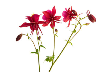 aquilegia flower isolated