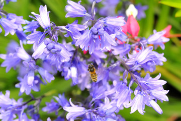 Bee flying or hovering at a blossom of a bluebell plant, wing beat causes beautiful motion blur, vibrant colors and beautiful bokeh background