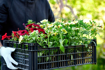 Man is shopping petunia flowers in garden center carrying basket.
