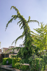 Tall, strongly curved cedar of lebanon (cedrus libani) in a backyard