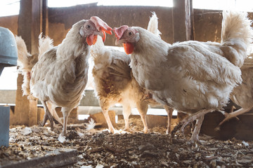 Laying hens in the chicken coop
