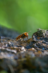 Close-up of the Giant Hornets near the bark With natural light shining beautifully