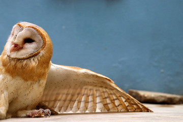 close up shot of barn owl face, owl face close up