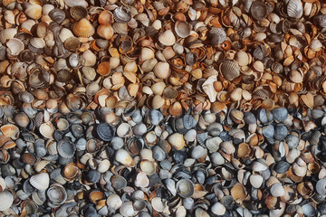 Abstract background Shell on the beach, bright sunny day, close-up, toned image. Concept, World Ocean Day, World Environment Day, Earth Day. Top view, poster, mock up, layout for design.