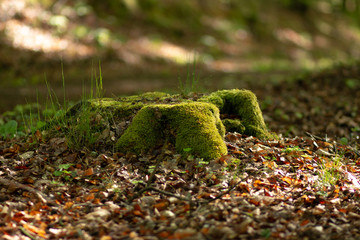 cut down tree
trunk