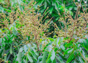 Longan began to produce fruit on the stems..