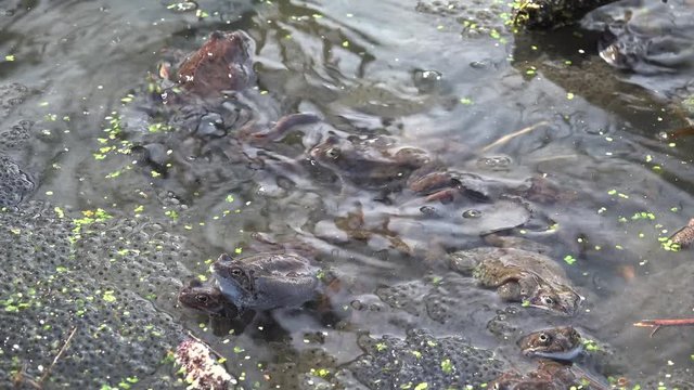 Frogs spawning in a spring pond.