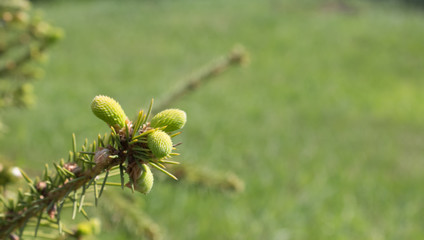 Young twigs of a Christmas tree in early spring. Closeup view of a bright green spruce tree branches and needles