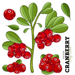 Cranberry Composition, Cranberry Leaves, Cranberry Vector, Cartoon illustration of Cranberry. Cranberry Isolated on White Background. Bunch of Cranberry.