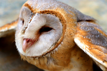 close up shot of barn owl face, owl face close up