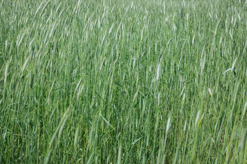 Green rye in the field.