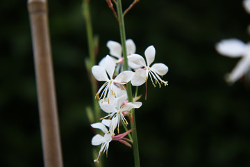 Fiori bianchi di Gaura o pianta delle orchidee, dettagli in primo piano