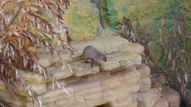 Striped mongoose walks on stones before hunting.