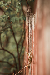 Old vintage fence gray-brown against a green bush