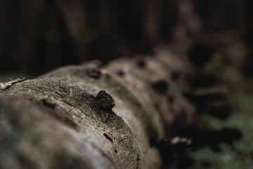 A fallen tree with twigs lies in the forest, focusing on one of the twigs