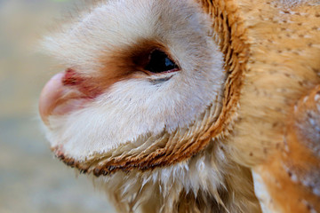 Obraz premium close up shot of barn owl face, owl face close up